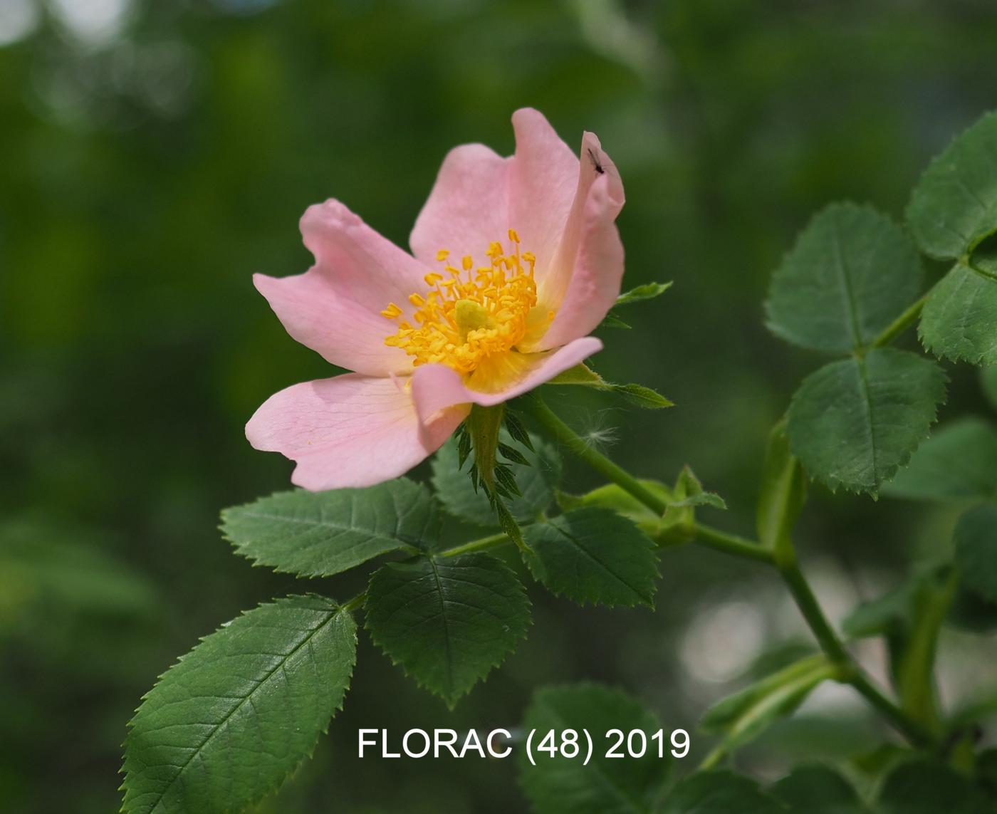 Rose, Dog flower
